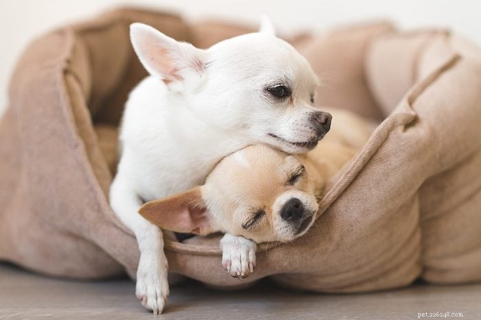 Top 15 Apartment‑Friendly Dog Breeds for Small Living Spaces