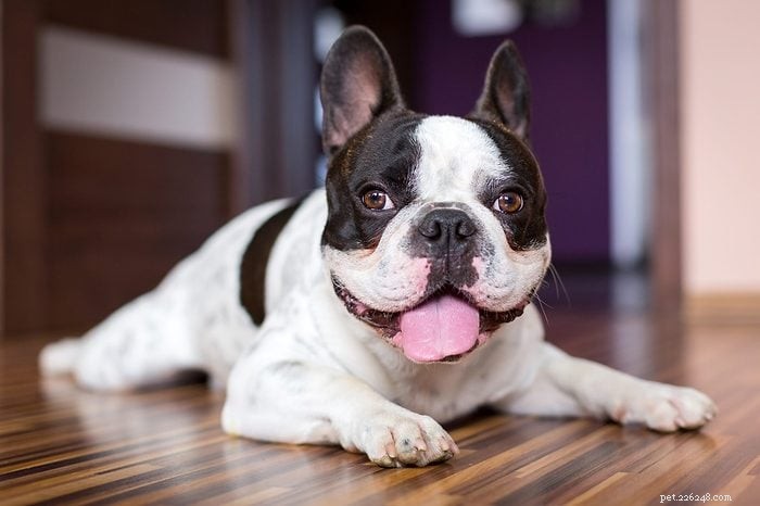 Top 15 Apartment‑Friendly Dog Breeds for Small Living Spaces