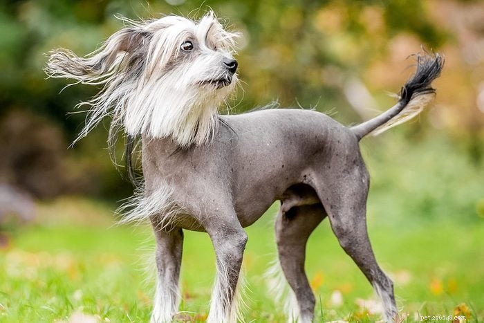 Top 15 Apartment‑Friendly Dog Breeds for Small Living Spaces