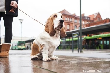 Est-ce que tous les chiens aiment les promenades ?