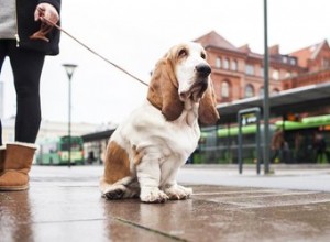 Mají všichni psi rádi procházky?