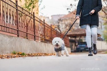 Varför vill min hund alltid gå en väg på en promenad?