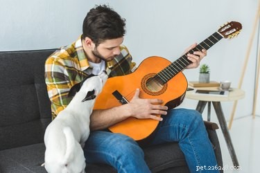 개는 노래를 부르나요?