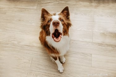 Worden honden ooit moe van blaffen?