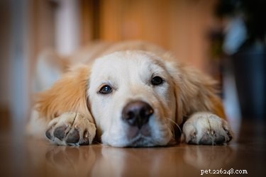 Unavuje někdy psi štěkání?