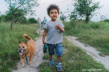 Bewaren honden hun plas voor urinemarkering tijdens wandelingen?