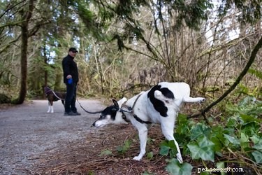 Šetří si psi čůrání kvůli značkování močí na procházkách?