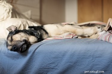 개가 자는 자세가 정말 의미가 있습니까?