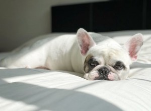 Le posizioni in cui dormono i cani significano davvero qualcosa?