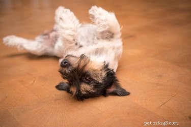 As posições de dormir dos cães realmente significam alguma coisa?