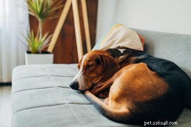 개가 자는 자세가 정말 의미가 있습니까?