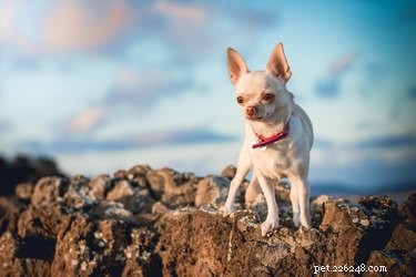Os cães pequenos merecem sua má reputação ou os humanos são idiotas?