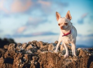 Os cães pequenos merecem sua má reputação ou os humanos são idiotas?