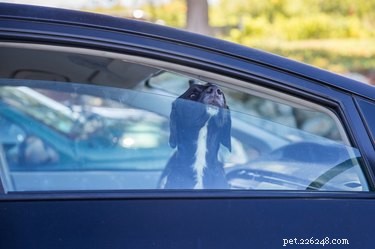 Como os cães sabem que estão perto de casa em passeios de carro?