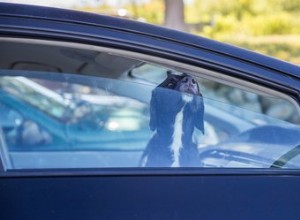 Hur vet hundar att de är nära hemmet på bilturer?