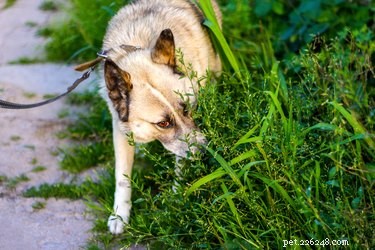 Hoe weten honden dat ze tijdens autoritten dicht bij huis zijn?