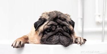 I cani possono sperimentare sbalzi d umore?