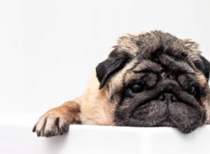 Kan hundar uppleva humörsvängningar?