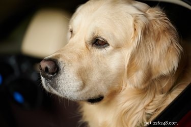 Могут ли собаки испытывать перепады настроения?