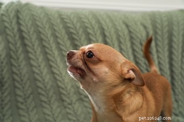 Os cães podem experimentar mudanças de humor?