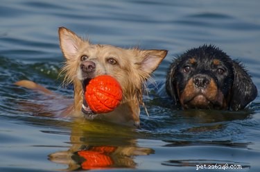 Houden alle honden van zwemmen?