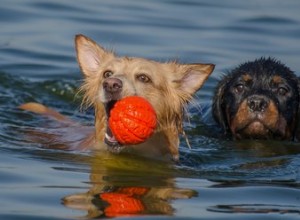 모든 개는 수영을 좋아합니까?