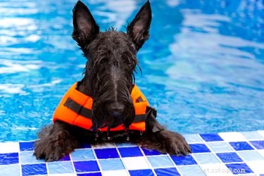 Houden alle honden van zwemmen?