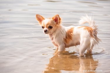 Todos os cães gostam de nadar?