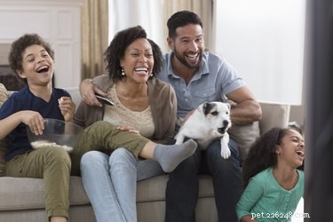 Waarom blaffen honden naar dieren op tv?