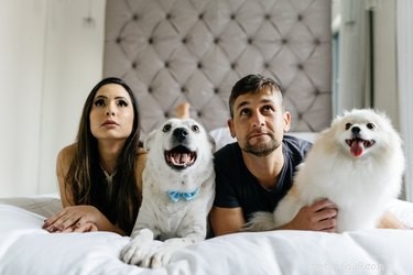 Varför skäller hundar på djur på TV?