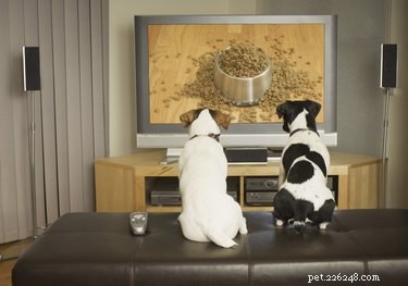TV에서 개가 동물에게 짖는 이유는 무엇입니까?