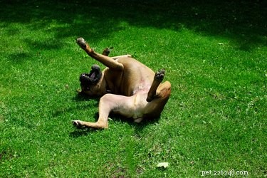 Waarom rollen honden in het gras?