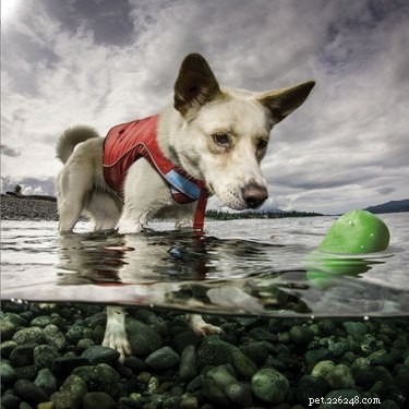 물에 뜨는 독특한 강아지 장난감 5개 – 수영장이나 해변에 적합