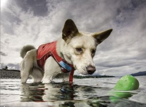 5 jedinečných plovoucích hraček pro psy – ideální do bazénu nebo na pláž