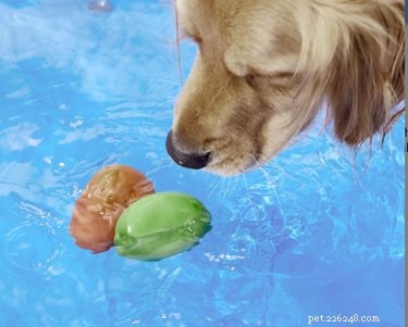 물에 뜨는 독특한 강아지 장난감 5개 – 수영장이나 해변에 적합