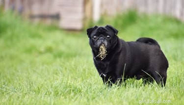 Por que meu cachorro está comendo grama?