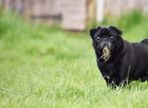 Pourquoi mon chien mange-t-il de l herbe ?