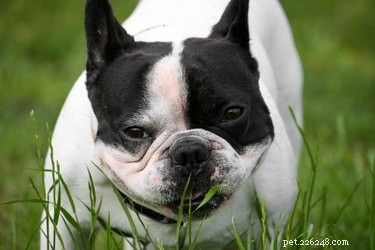 なぜ私の犬は草を食べているのですか？ 