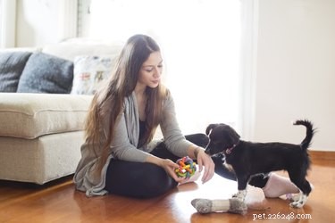 毎日どのくらい子犬と遊ぶべきですか？ 