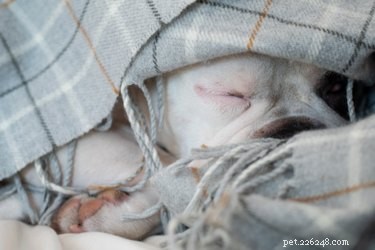 Os cães dormem mais no inverno?