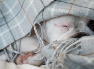 Sover hundar mer på vintern?