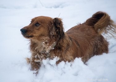 Spějí psi v zimě více?