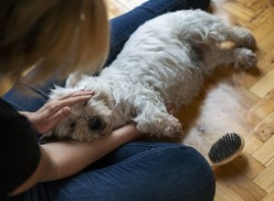 ペットを飼うと犬がくしゃみをするのはなぜですか？ 