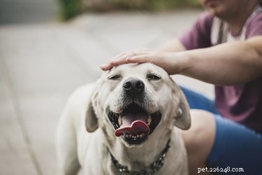 あなたが犬を撫でるとき、なぜ犬は頭を持ち上げるのですか？ 