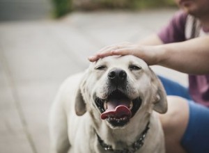 Varför lyfter hundar på huvudet när du klappar dem?