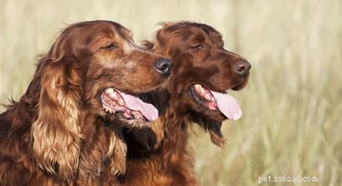 Pourquoi les chiens halètent-ils lorsqu ils sont excités ?