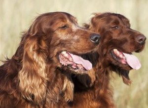 Proč psi dýchají, když jsou vzrušení?
