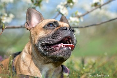 Proč psi dýchají, když jsou vzrušení?