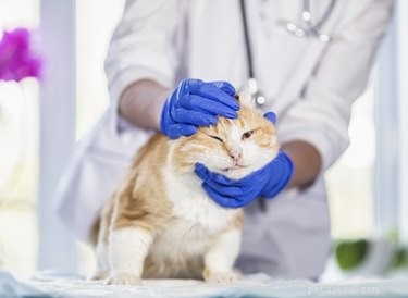 I gatti sanno quando un altro gatto è malato?