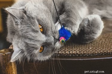 Os gatos sabem quando outro gato está doente?